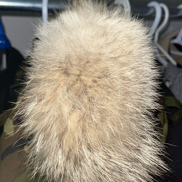 Canada goose - Picture 6 of 7